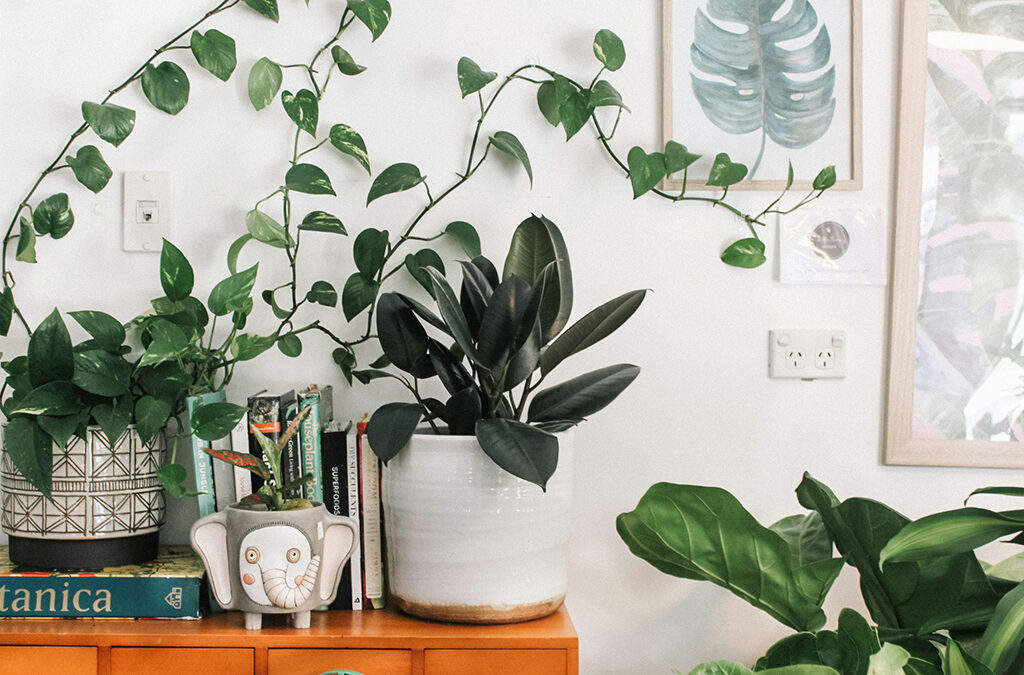 Plant IP Protections in the U.S.